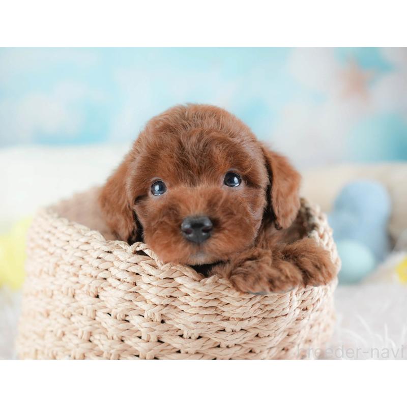 販売中の埼玉県のトイプードル-439338の6枚目