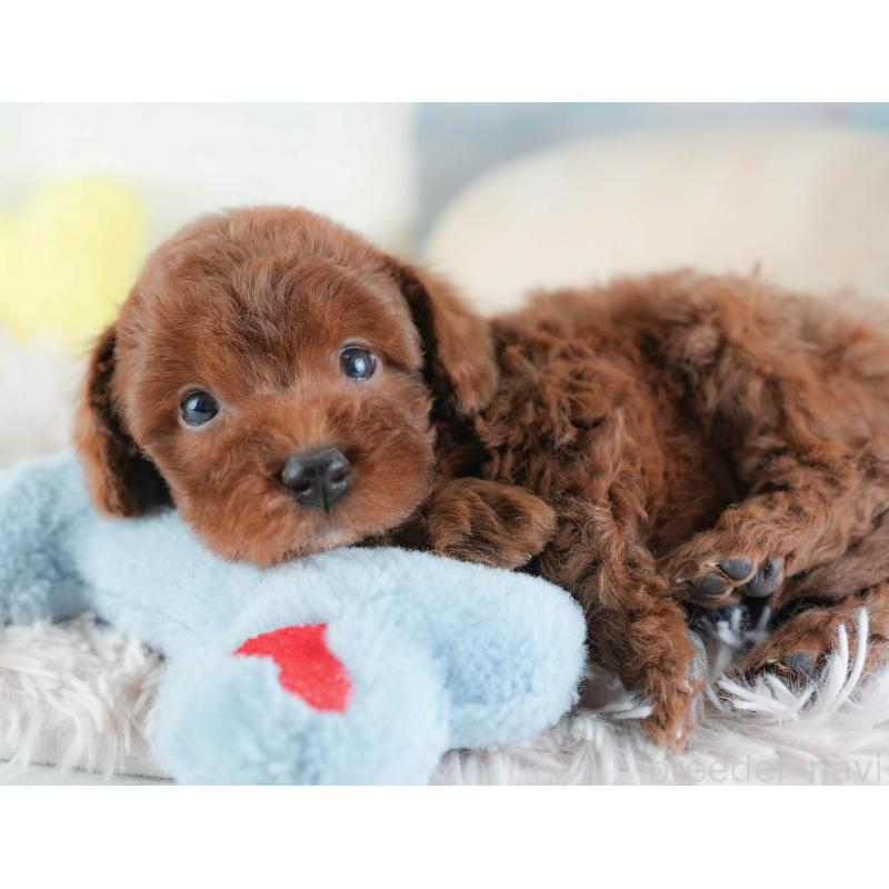 販売中の埼玉県のトイプードル-439338の5枚目