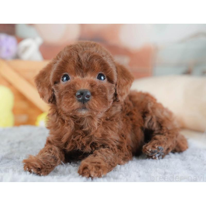 販売中の埼玉県のトイプードル-439338の4枚目