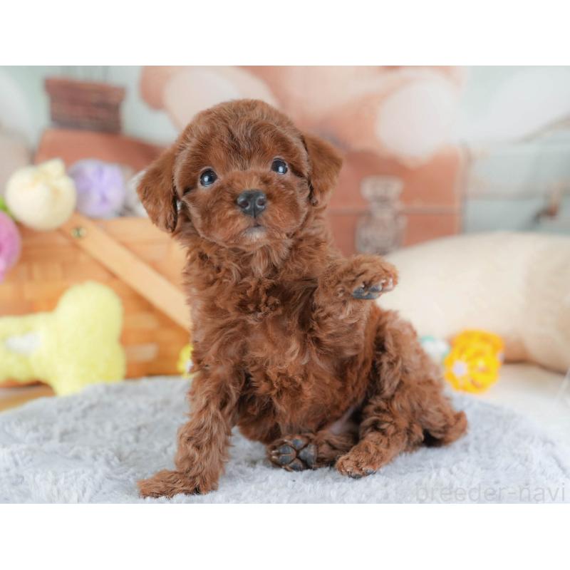 販売中の埼玉県のトイプードル-439338の3枚目