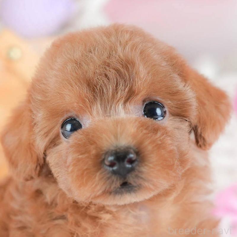 販売中の埼玉県のトイプードル-439336