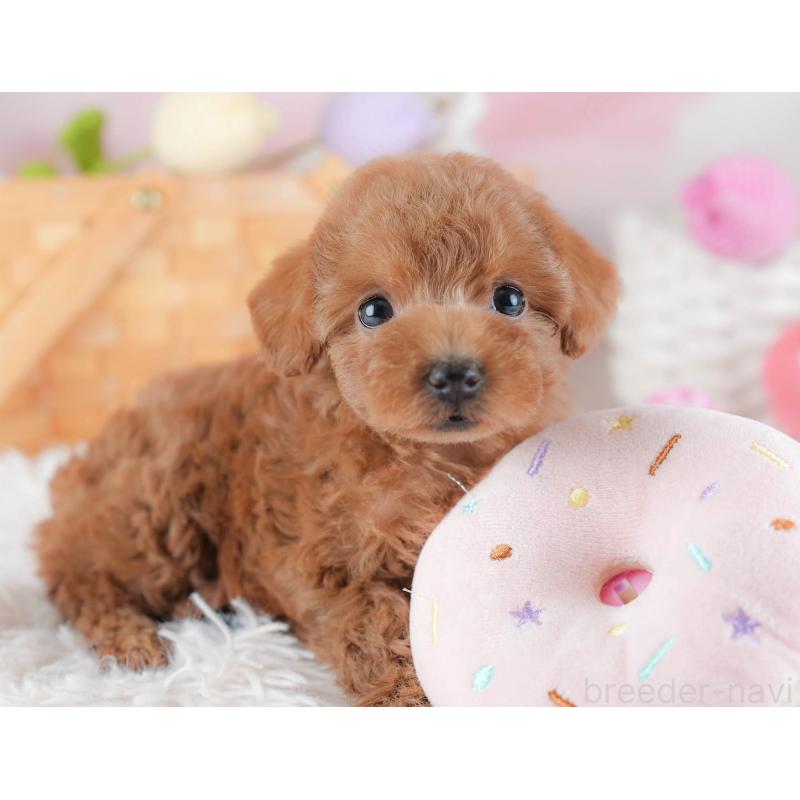 販売中の埼玉県のトイプードル-439336の11枚目