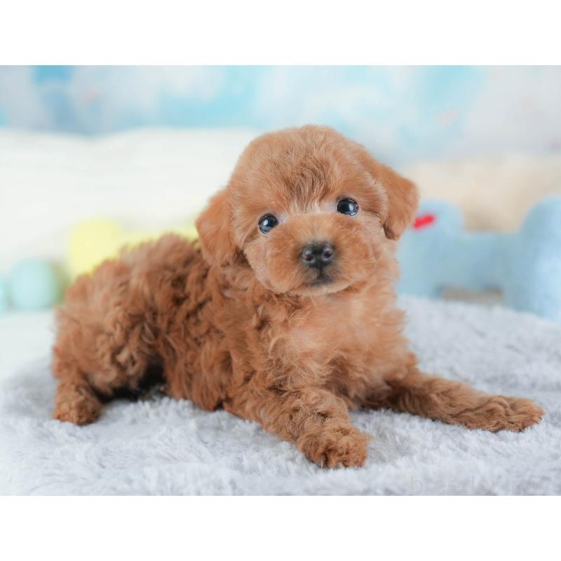 販売中の埼玉県のトイプードル-439336の10枚目