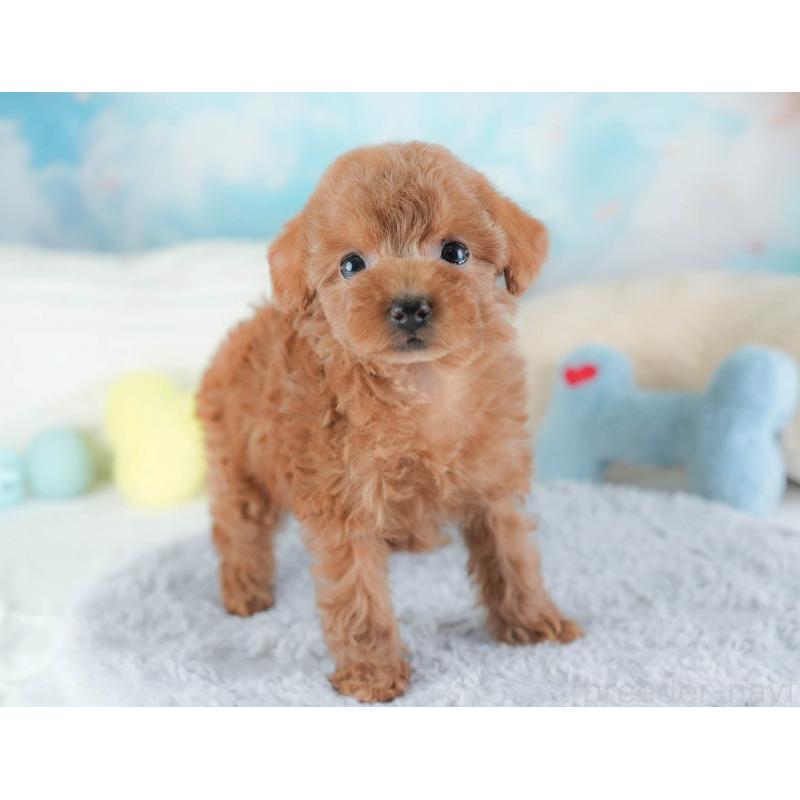 販売中の埼玉県のトイプードル-439336の9枚目