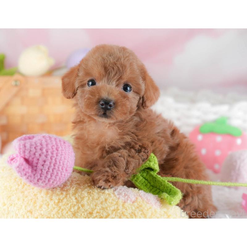 販売中の埼玉県のトイプードル-439336の8枚目