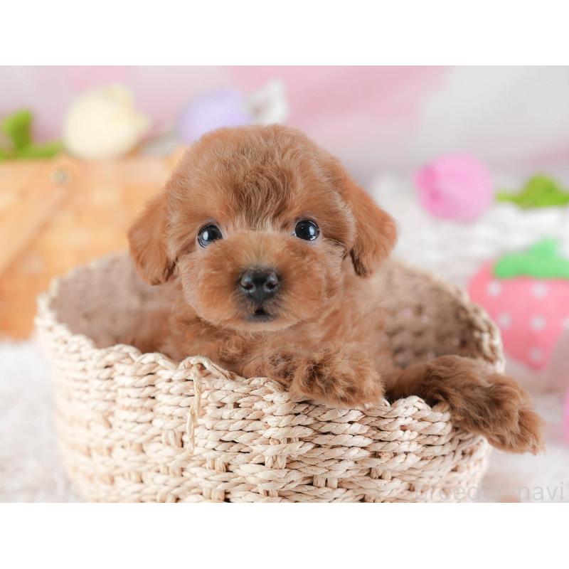 販売中の埼玉県のトイプードル-439336の6枚目