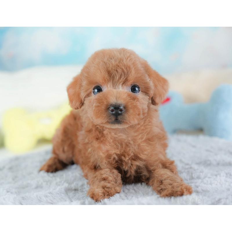 販売中の埼玉県のトイプードル-439336の5枚目