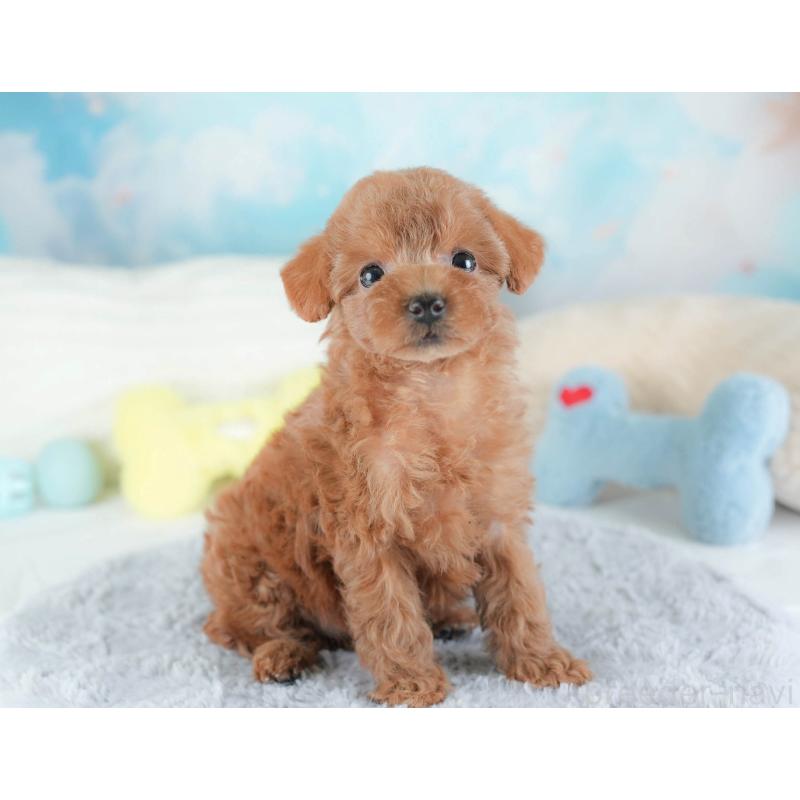 販売中の埼玉県のトイプードル-439336の4枚目