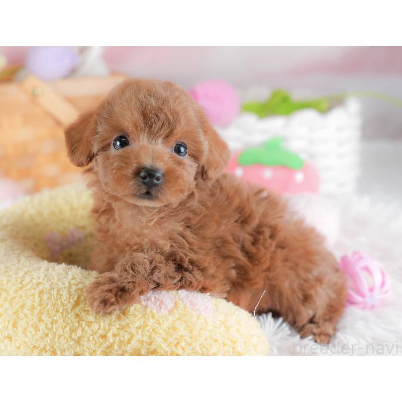 販売中の埼玉県のトイプードル-439336の3枚目