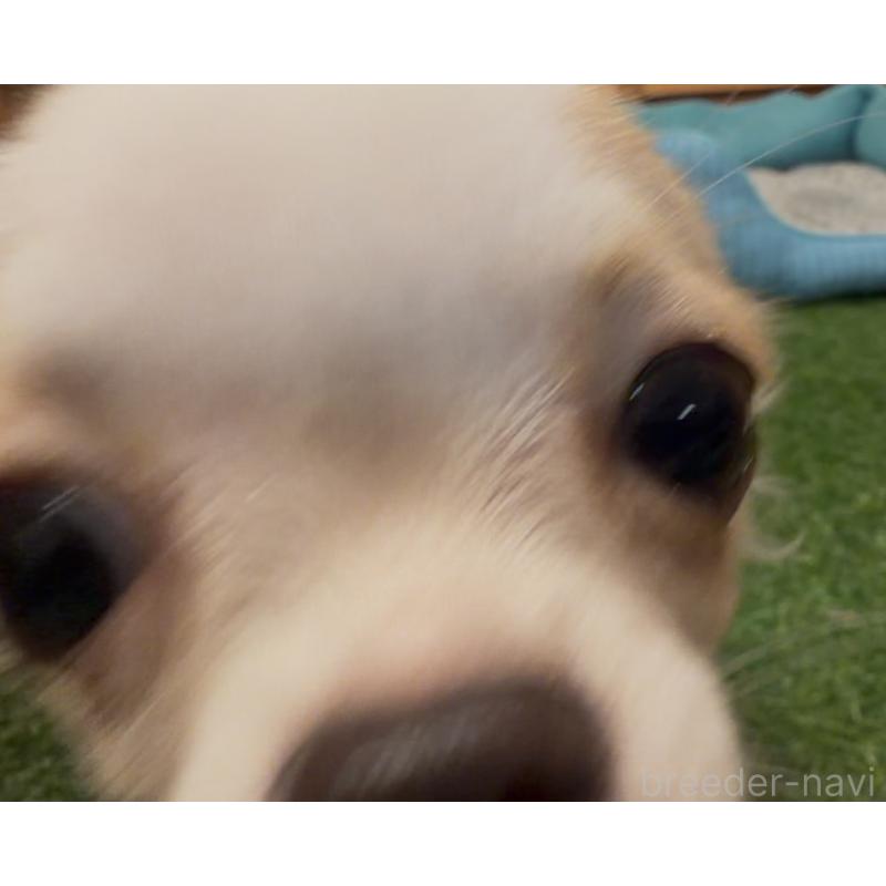 成約済の埼玉県のチワワ(ロングコート)-408273の7枚目