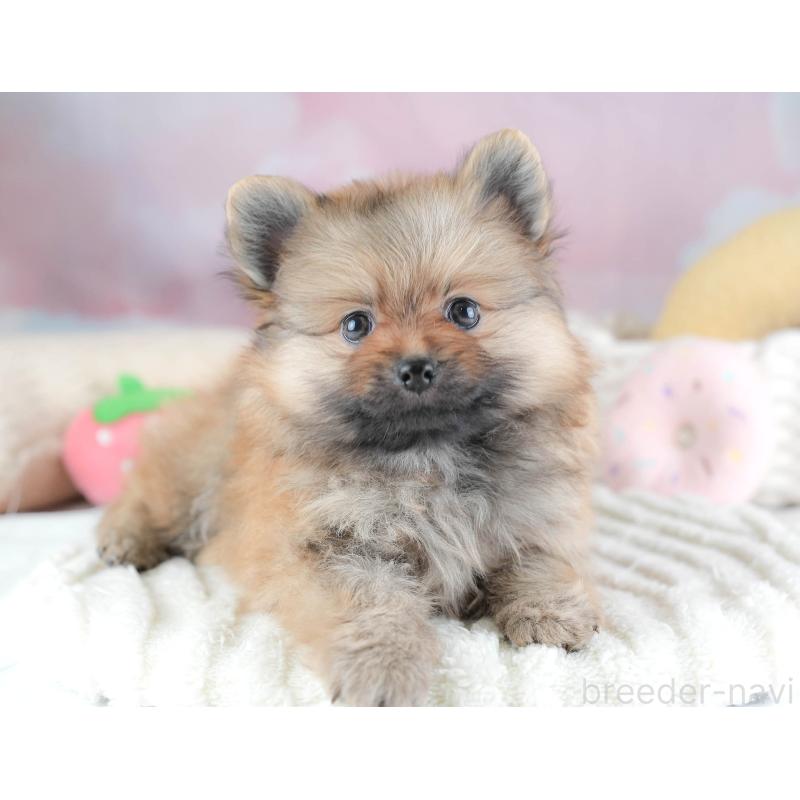 販売中の埼玉県のポメラニアン-439293の10枚目