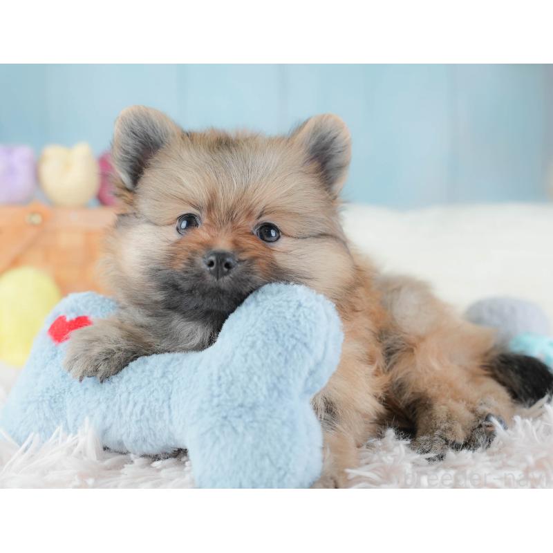 販売中の埼玉県のポメラニアン-439293の8枚目