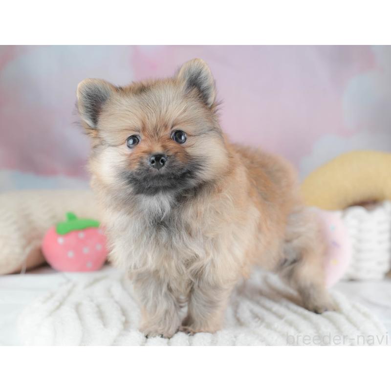 販売中の埼玉県のポメラニアン-439293の5枚目