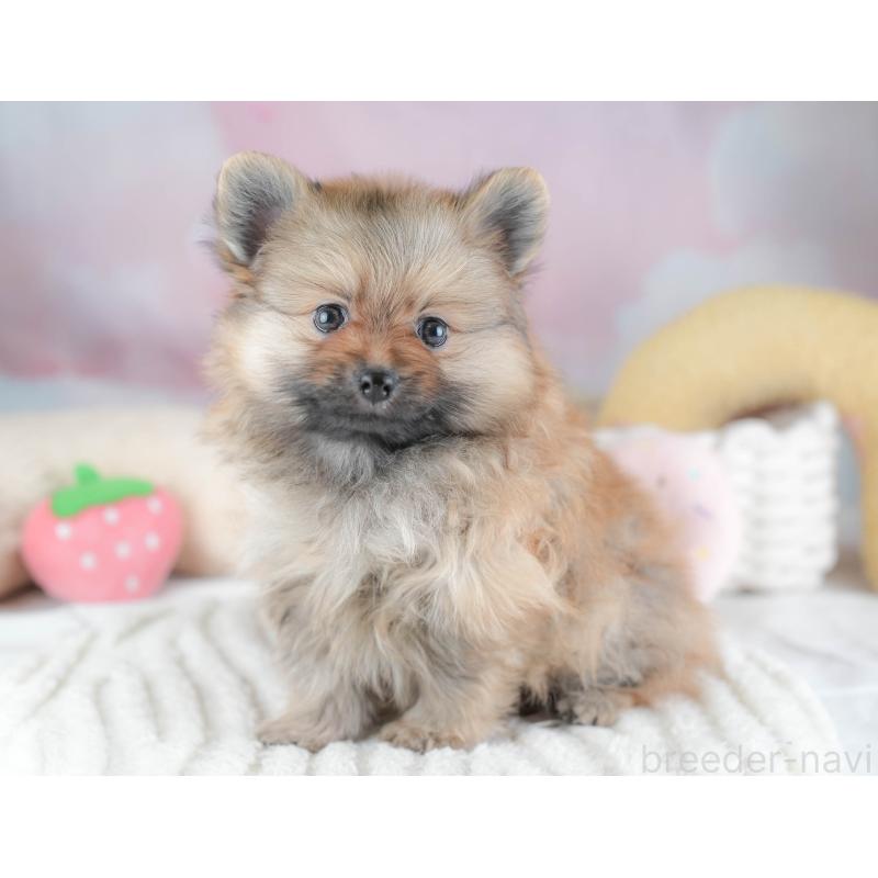 販売中の埼玉県のポメラニアン-439293の3枚目