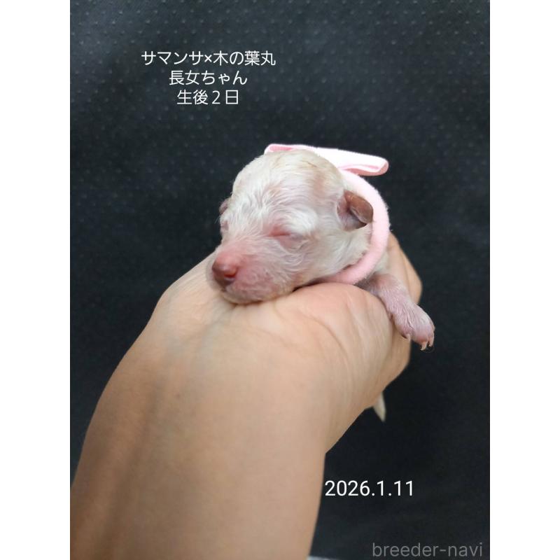 成約済の大阪府のタイニープードル-438296の9枚目