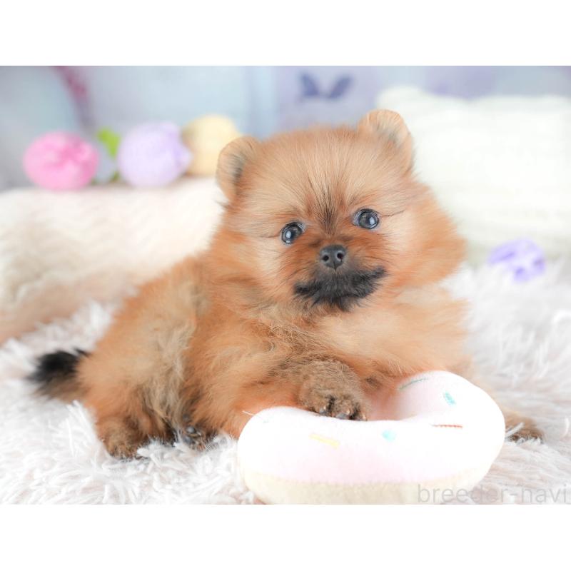 販売中の埼玉県のポメラニアン-439296の11枚目