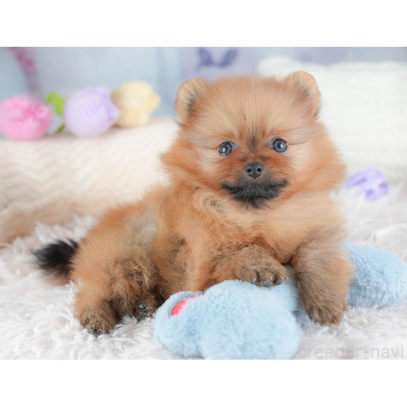 販売中の埼玉県のポメラニアン-439296の9枚目