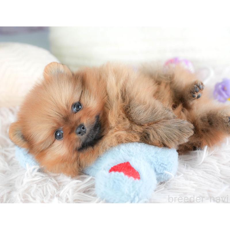 販売中の埼玉県のポメラニアン-439296の8枚目