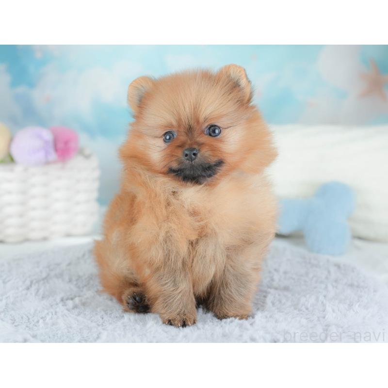 販売中の埼玉県のポメラニアン-439296の4枚目