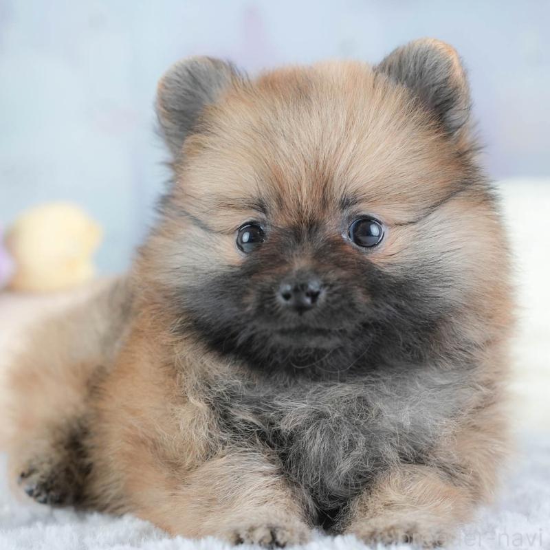 販売中の埼玉県のポメラニアン-439299