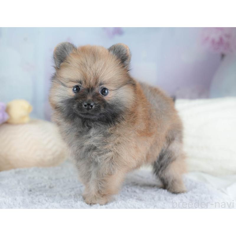 販売中の埼玉県のポメラニアン-439299の10枚目
