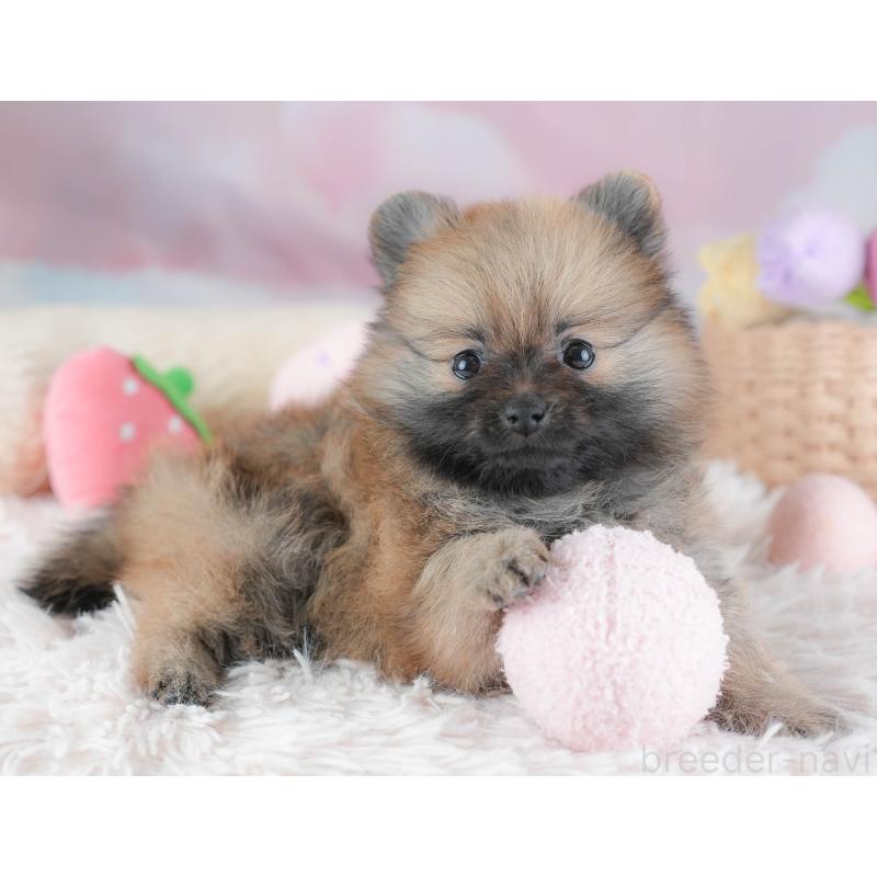 販売中の埼玉県のポメラニアン-439299の9枚目