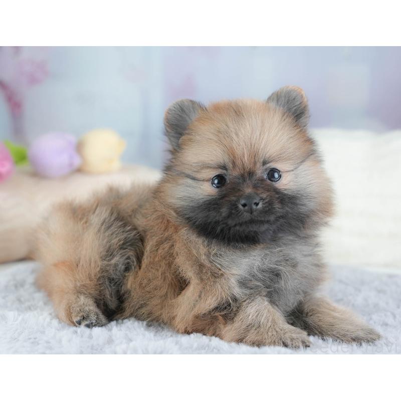 販売中の埼玉県のポメラニアン-439299の8枚目