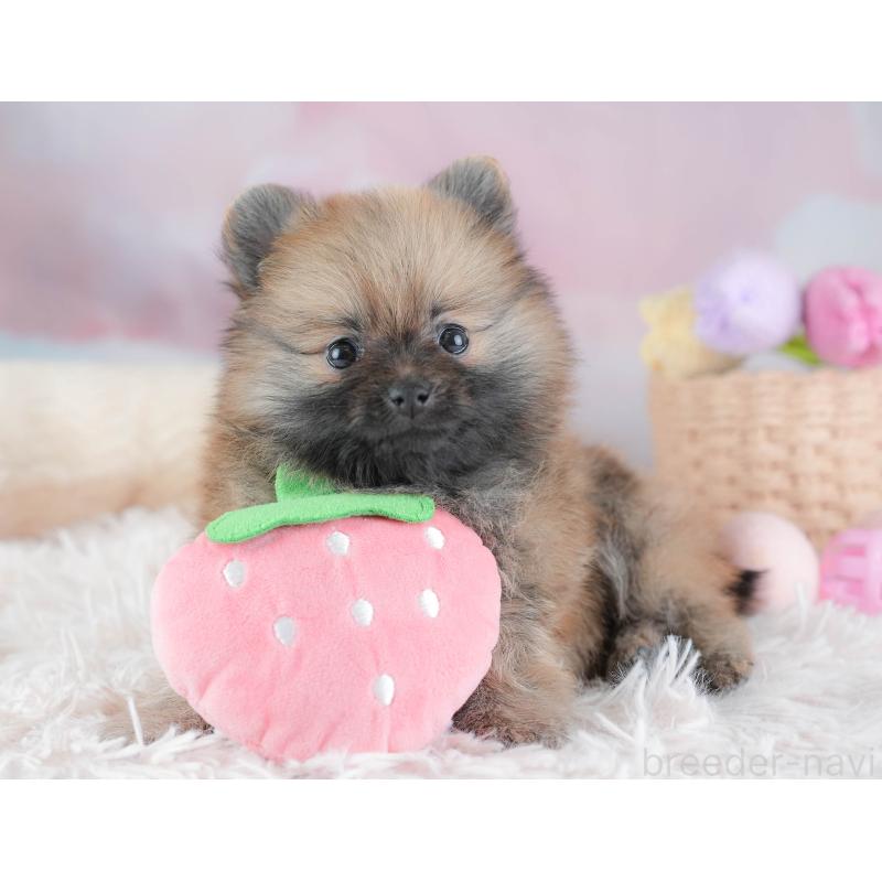 販売中の埼玉県のポメラニアン-439299の5枚目