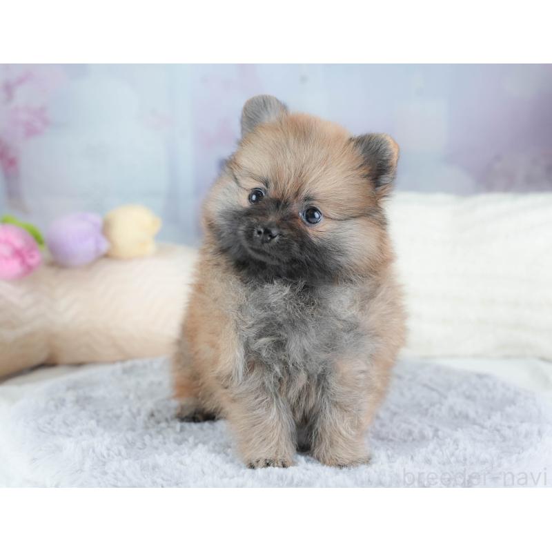 販売中の埼玉県のポメラニアン-439299の4枚目