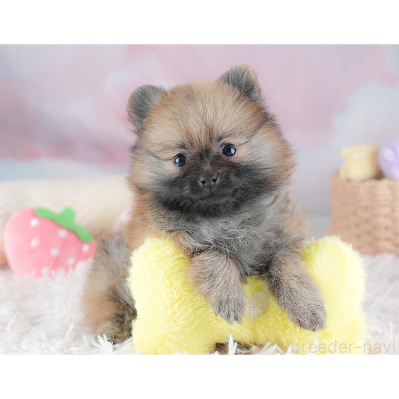 販売中の埼玉県のポメラニアン-439299の3枚目