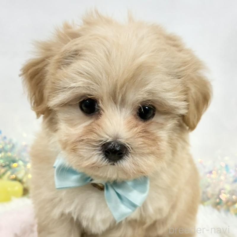 販売中の岐阜県のマルプー:マルチーズ×トイプードル-438651