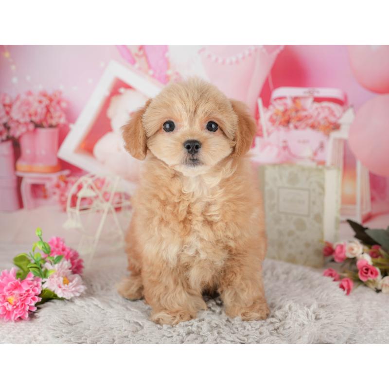 販売中の千葉県のミックス犬-439008