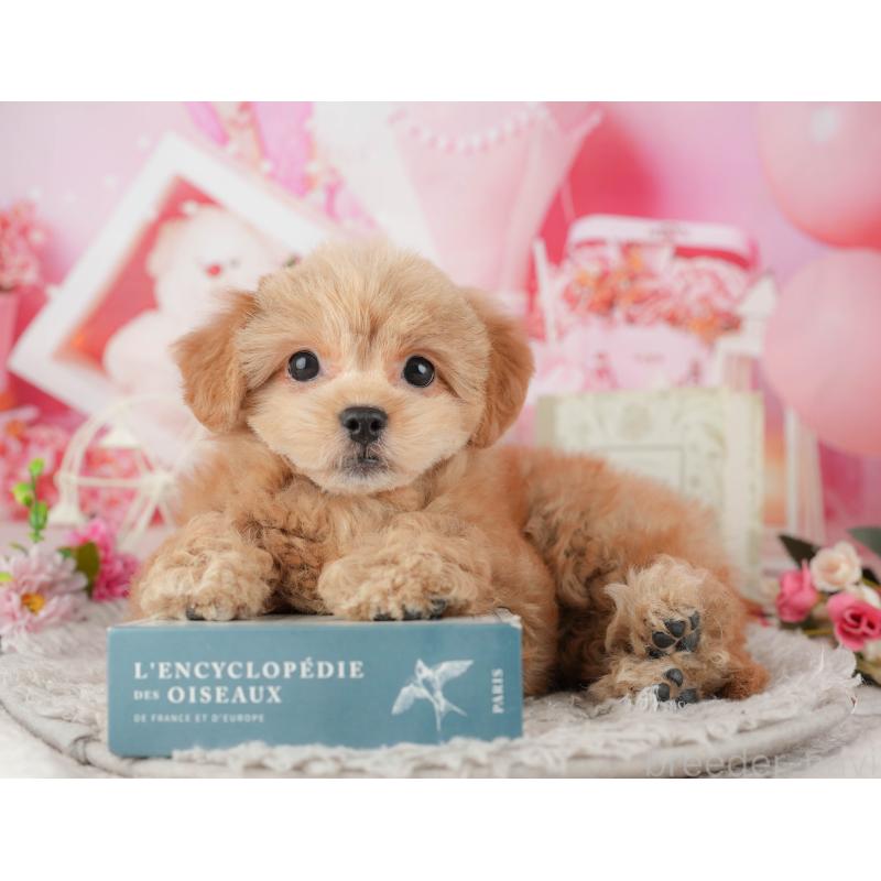 販売中の千葉県のミックス犬-439008の10枚目