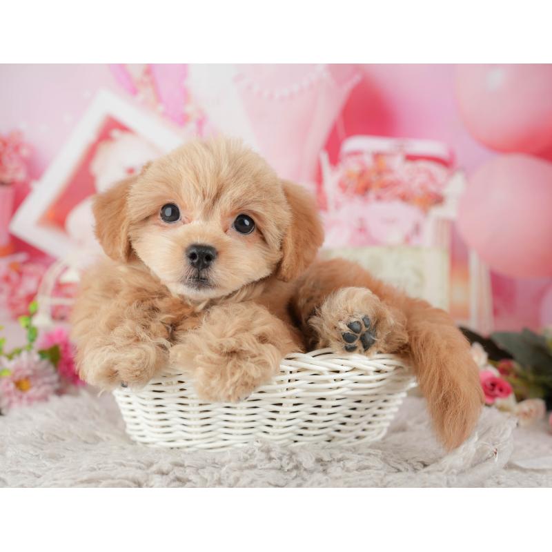 販売中の千葉県のミックス犬-439008の9枚目