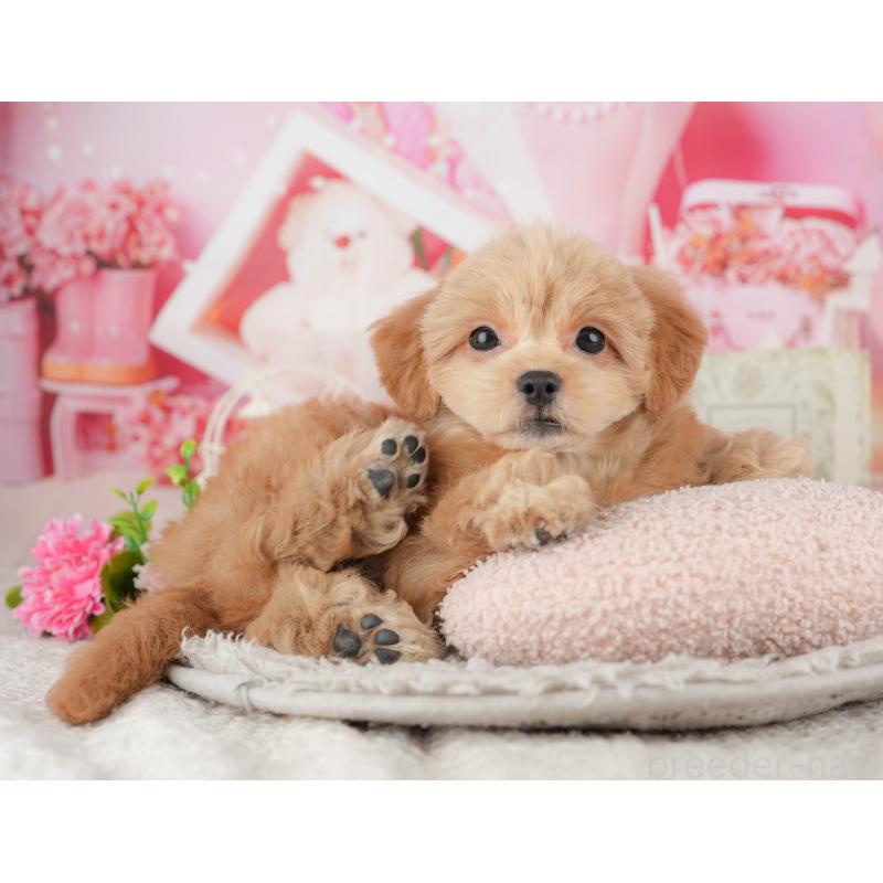 販売中の千葉県のミックス犬-439008の8枚目