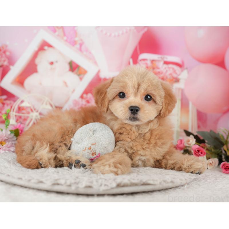 販売中の千葉県のミックス犬-439008の7枚目