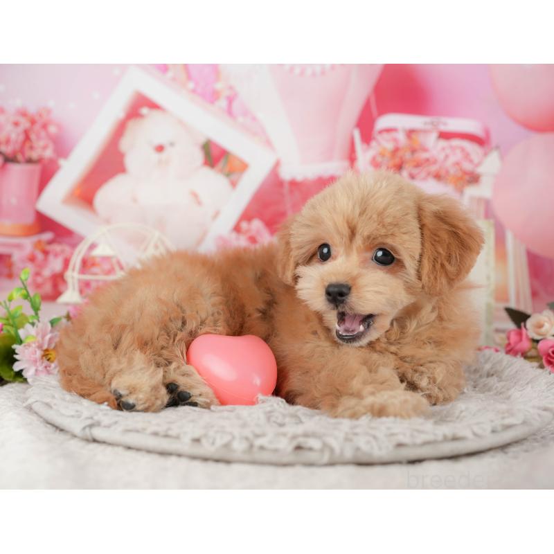 販売中の千葉県のミックス犬-439008の6枚目