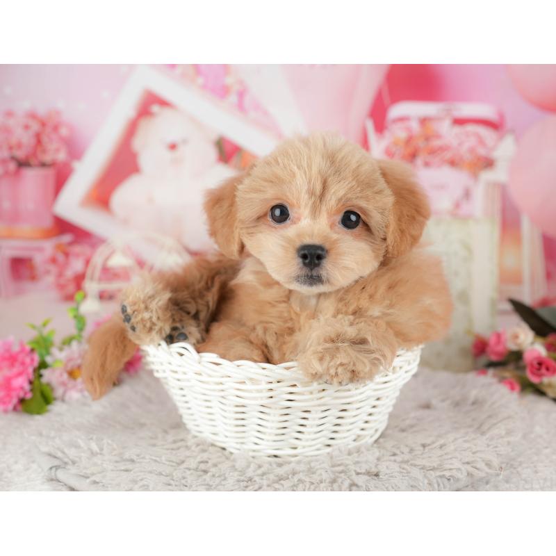 販売中の千葉県のミックス犬-439008の5枚目