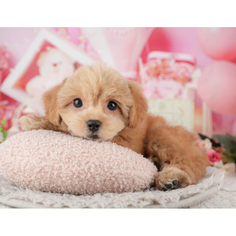 販売中の千葉県のミックス犬-439008の4枚目