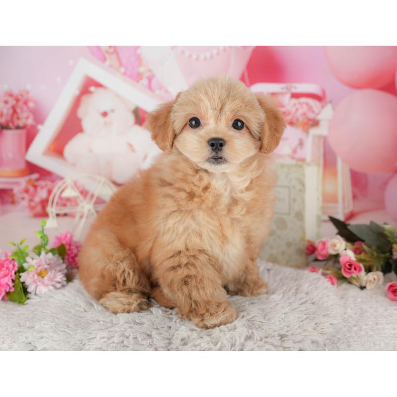 販売中の千葉県のミックス犬-439008の3枚目