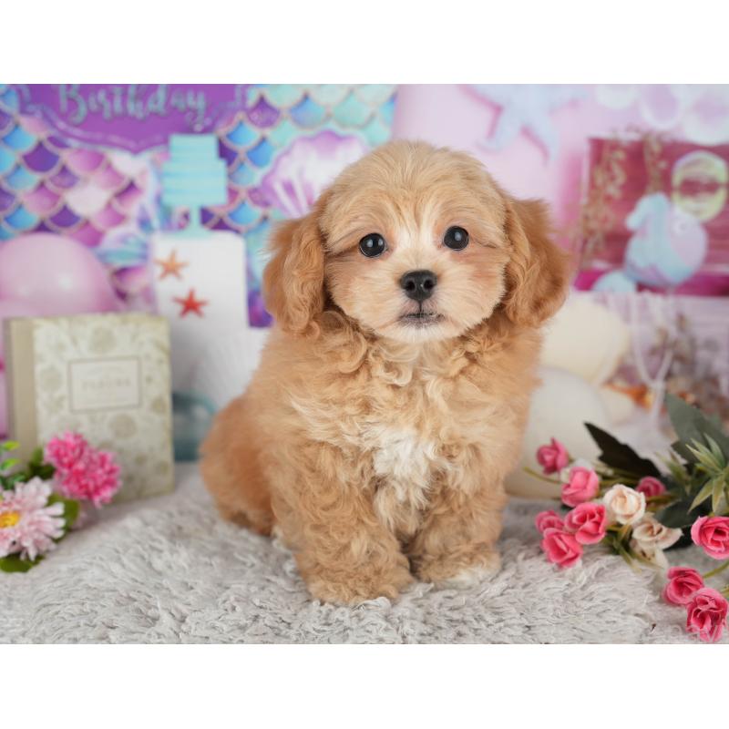 販売中の千葉県のミックス犬-439002の1枚目