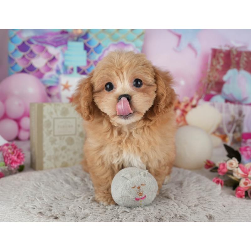 販売中の千葉県のミックス犬-439002の10枚目