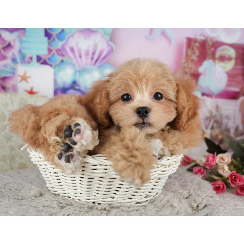 販売中の千葉県のミックス犬-439002の9枚目