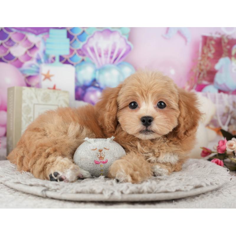 販売中の千葉県のミックス犬-439002の7枚目