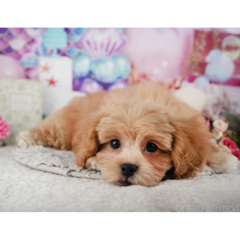 販売中の千葉県のミックス犬-439002の5枚目