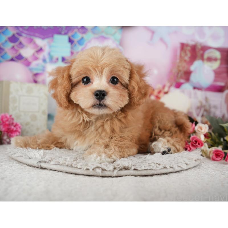 販売中の千葉県のミックス犬-439002の4枚目