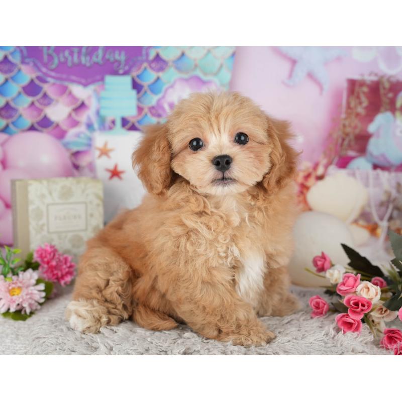 販売中の千葉県のミックス犬-439002の3枚目