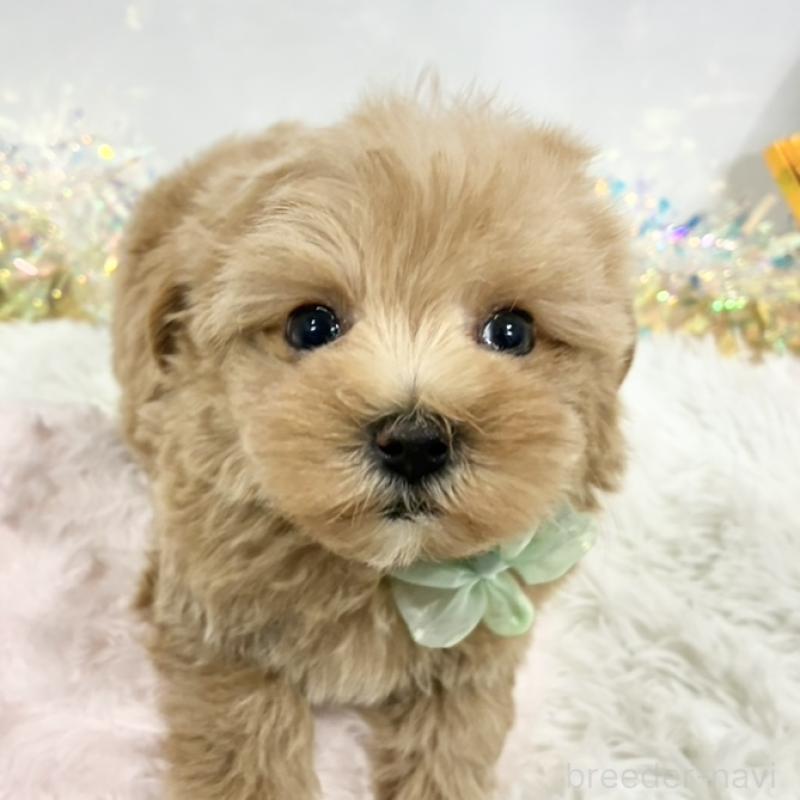 販売中の岐阜県のマルプー:マルチーズ×トイプードル-438652