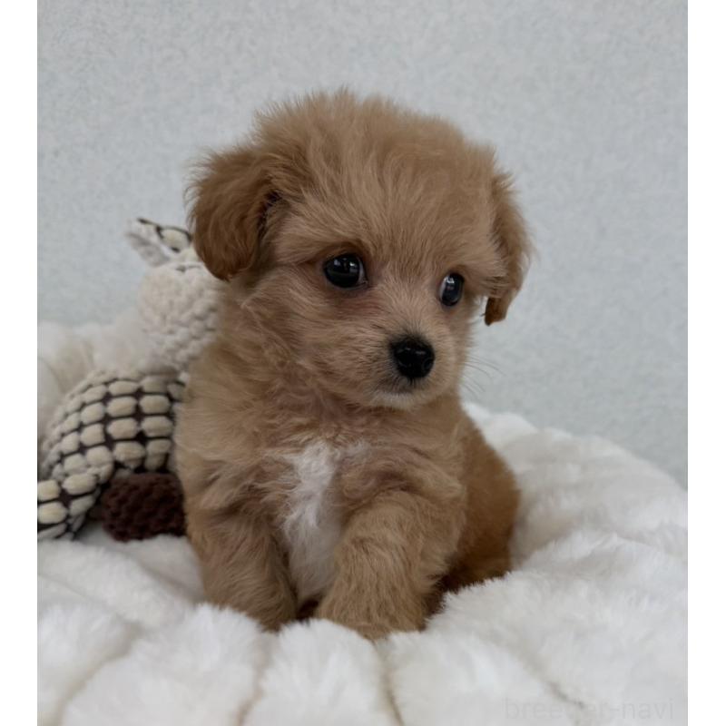 販売中の長崎県のチワプー:チワワ×トイプードル-438653の6枚目