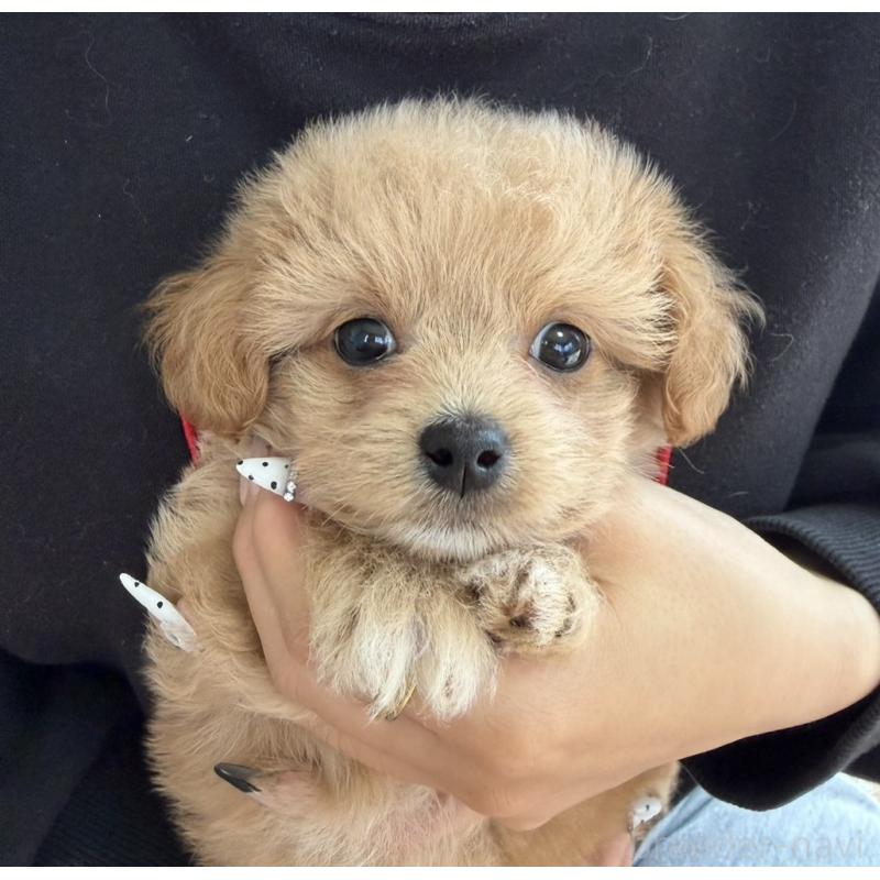 販売中の長崎県のチワプー:チワワ×トイプードル-438653の5枚目